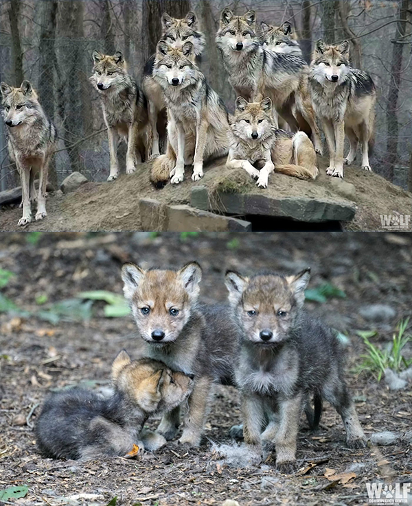 Photo of Mexican Gray Wolf