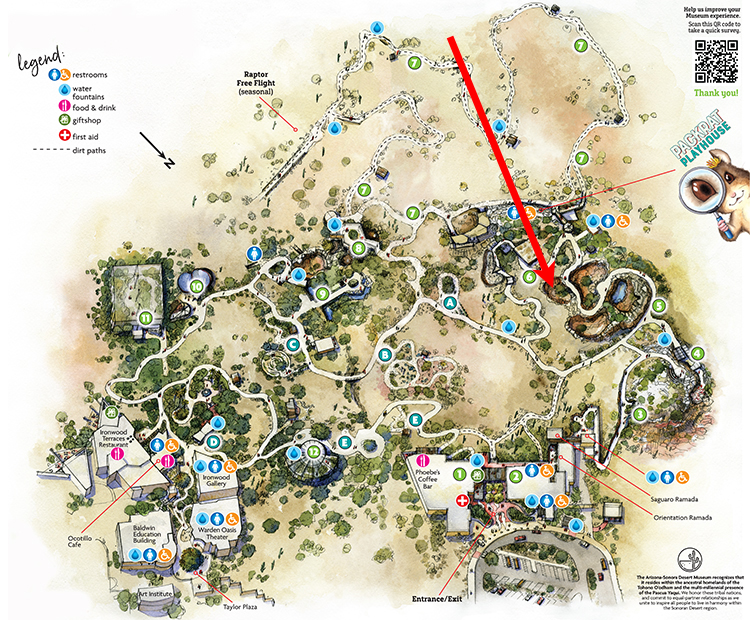 Museum map showing location of Mexican Gray Wolf