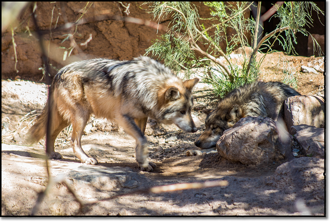 Mexican Gray Wolf - Looking forward to a new wolf exhibit!