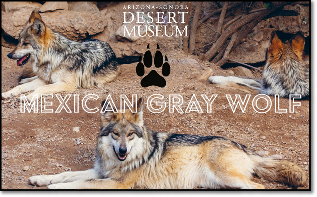 Mexican Gray Wolf - Looking forward to a new wolf exhibit!