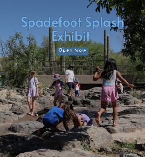 Children playing at Spadefoot Splash exhibit