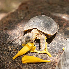 Baby Tortoise enjoying a meal of yellow flowers